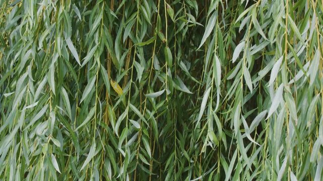 Weeping willow branches swaying gently in wind creating dense green leaf curtain background.