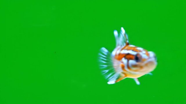 A small calico goldfish with orange, white, and black markings swims directly towards the viewer against a vibrant green background.