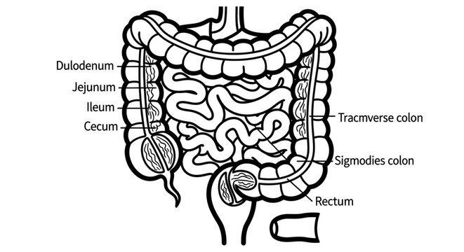 Human Large Intestine Detailed Diagram.