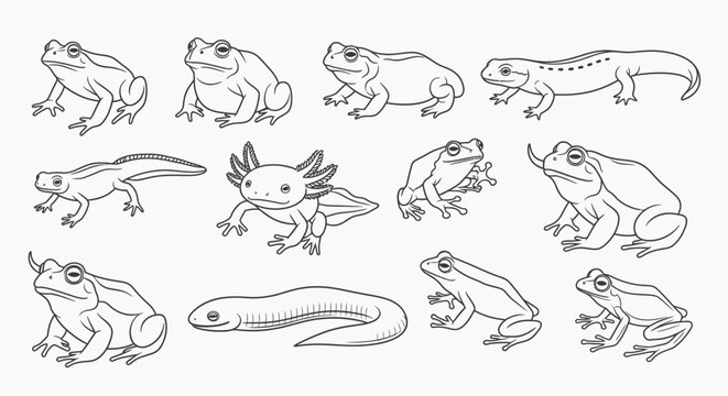 Collection of various frog illustrations.