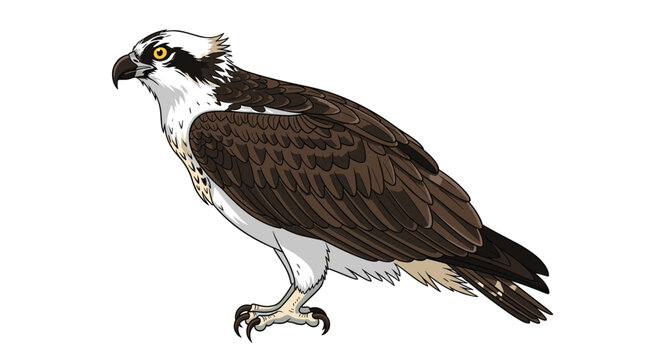Realistic osprey bird or sea hawk standing in profile, featuring its sharp beak, brown wings, and white underparts with intricate details.