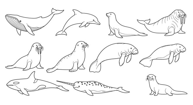 Seals and Sea Lions Marine Mammals.