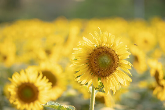 Close-up perspectives of blooming sunflowers in summer, highlighting texture, color contrast, and natural patterns