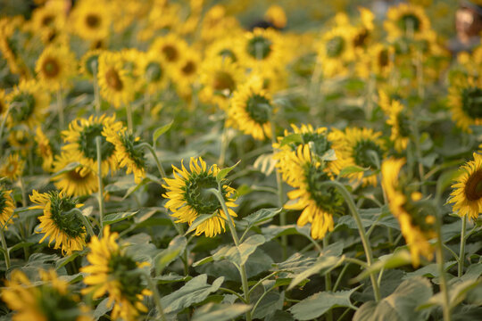 Sunflowers in full bloom in an agricultural field create a sea of yellow
