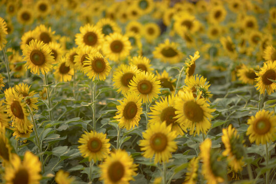 A vibrant field of sunflowers based on seasonal blooming in the summer