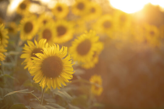 Sunflower field with bright yellow petals glowing under sunset skies in the summer season