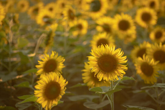 Sunflower field with bright yellow petals glowing under sunset skies in the summer season