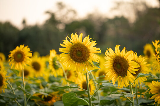 Sunflowers in full bloom in an agricultural field create a sea of yellow