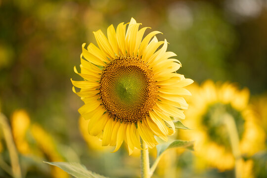 Close-up perspectives of blooming sunflowers in summer, highlighting texture, color contrast, and natural patterns