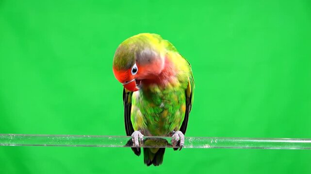 A colorful lovebird parrot perched on a clear rod in front of a vibrant green screen background.