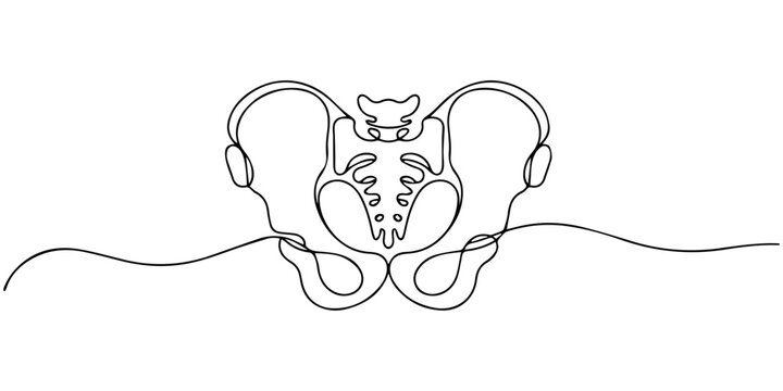 Human pelvic bone continuous one line drawing, Human pelvic bone in continuous one line drawing. Anatomical structure. Editable vector, Part of the human skeleton - spine, pelvic bone and thighs.