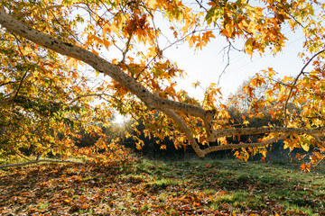 Fototapeta premium A scenic autumn view of a large oak tree with branches full of colorful fall leaves,