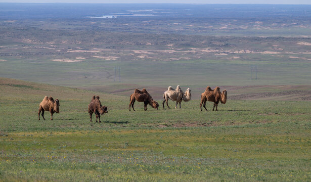 Camels in the steppe in southeastern Kazakhstan on a spring day