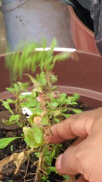 Hand cutting a dried branch of epazote herb for cooking