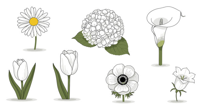 Collection of Various Flower Types.