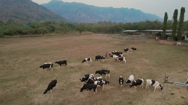 Aerial view group of dairy cows eating hay and walk in outdoor farmyard. 