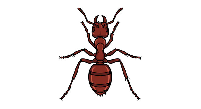 Detailed illustration of a red ant.