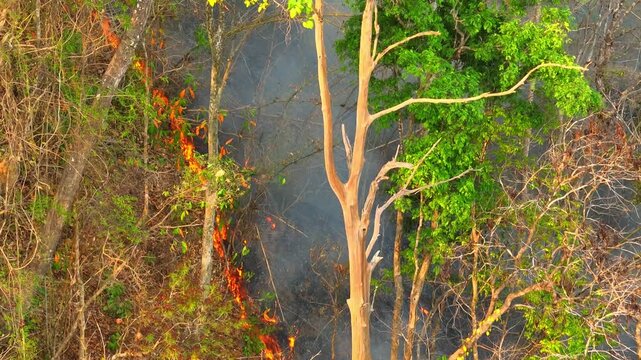 Drone capture of wildfire flames and smoke across forested land, showing the connection between changing climate conditions, hotter seasons, dry forests, and the rising risk of severe wildfires. 4k.
