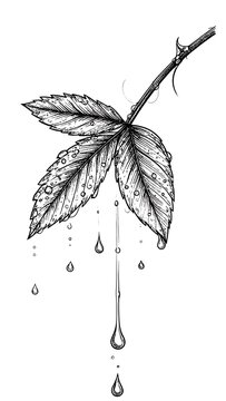 A black and white illustration of a leafy branch with water droplets