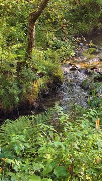 Vertical slow motion video of small river in the forest. Altai river Kuba in summer season.