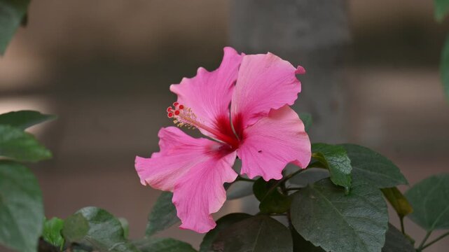 A beautiful pink Hibiscus flower. It&nbsp;is a genus of&nbsp;flowering plants&nbsp;in the&nbsp;mallow&nbsp;family. Its blooms vibrantly against a backdrop of deep green leaves. 