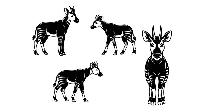 Okapi Illustration - Striking Black and White Animal Art.