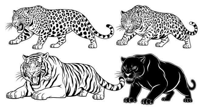Black and white big cats illustration 1.