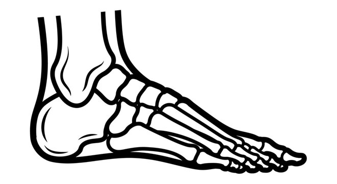 Detailed illustration of human foot bones.