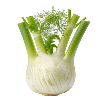 A fennel bulb with green stalks and leaves