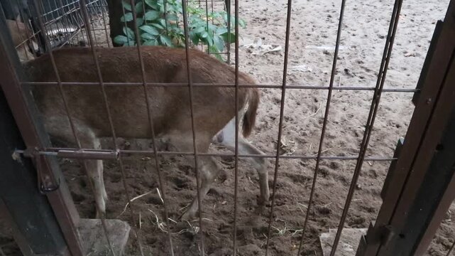 deer that are kept in a zoo in Java, Indonesia