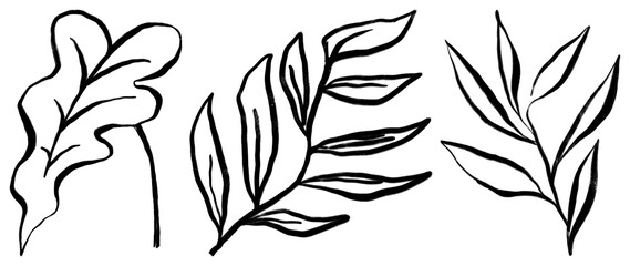 Fototapeta premium Hand-drawn botanical leaf illustrations element set