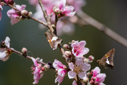 Silver-spotted skipper butterfly on blossom