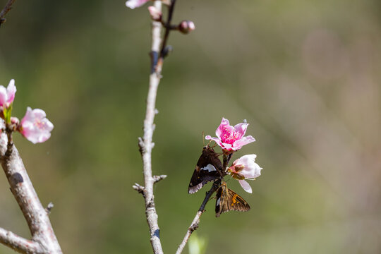 Silver-spotted skipper butterfly on blossom