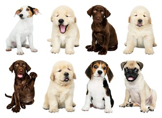Fototapeta premium Adorable puppies posing together element set isolated on white