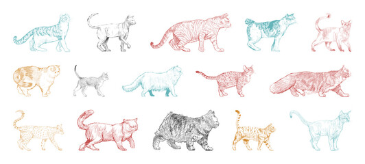 Colorful cat sketches collection © Rawpixel.com