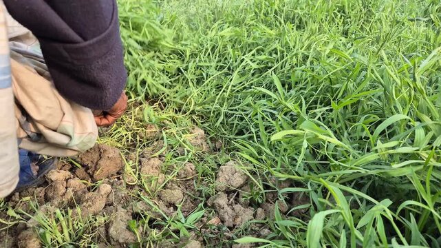 Farmer Harvesting Fresh Grass Pea Fodder from Agricultural Field in Bangladesh
