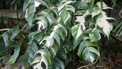 Lush tropical foliage with large variegated split leaves in green and creamy white, close up in a garden setting, natural light © Adipra