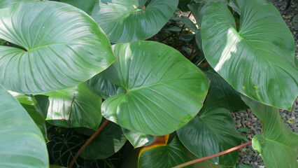 Close up of lush tropical elephant ear leaves with glossy green texture in natural sunlight, © Adipra