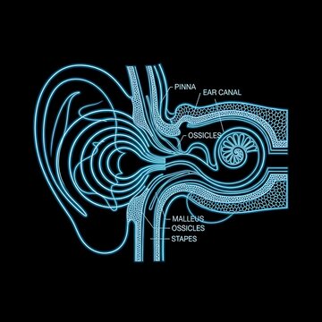 Luminous blue diagram of human ear anatomy with labels medical science