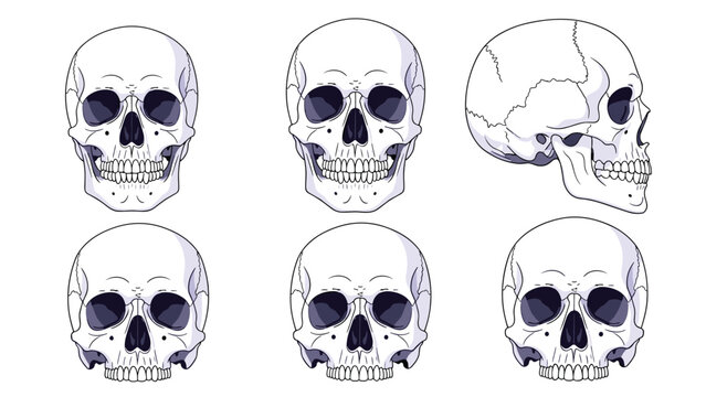 Technical medical diagrams show various anatomical views of a human skull from frontal and lateral perspectives for study.
