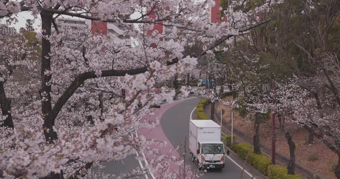 A cityscape of cherry blossoms at the city street in Tokyo in spring telephoto shot