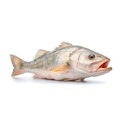 Fototapeta premium Freshwater fish on display representing aquatic life, nature, food, and sustainability