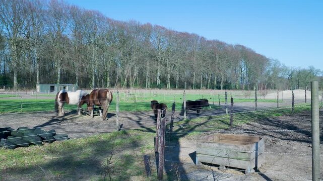 Horses and ponies grazing together in a field