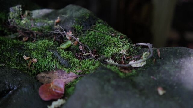 苔むした岩に差し込む木漏れ日と木陰が美しい静かな自然風景