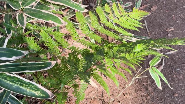 Lush Green Fern Leaves Swaying in Koishikawa Korakuen Garden Tokyo