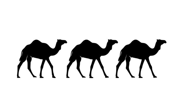 Four camel silhouettes walking in line vector set with simple desert animal shapes isolated on white