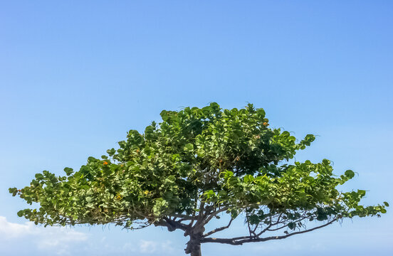 Raisinier bord de mer, coccoloba uvifera 