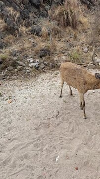 Hand Feeding a Piece of Fruit to a Wild Javan Rusa Deer on Beach