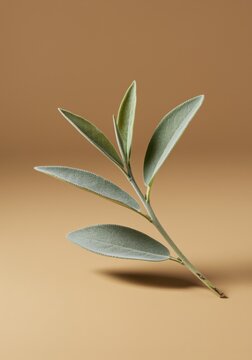 Sage green tea leaves on a stem over earth tone clay background for organic skincare packaging and wellness editorial with copy space and natural lighting