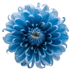Obraz premium Vivid blue flower with layered petals and white center